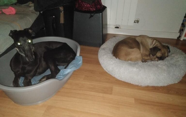 multimedia-foto64045-736-1