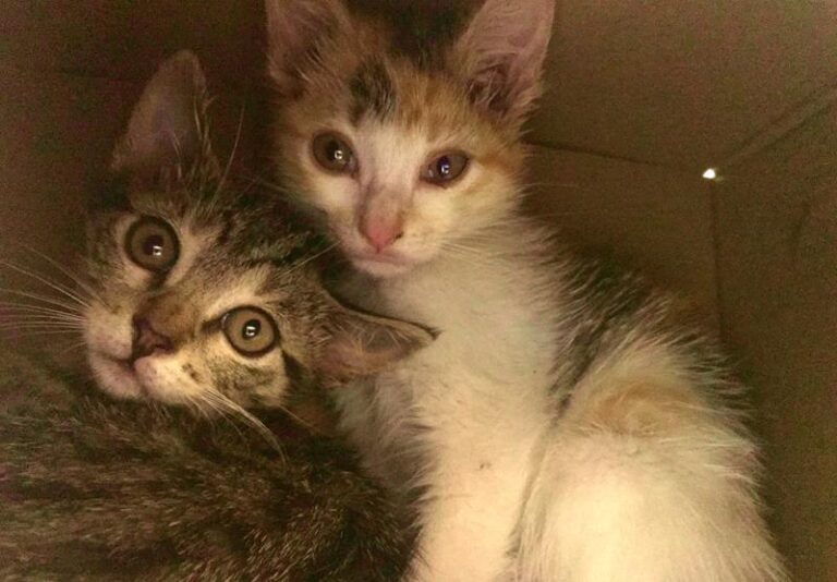 multimedia-foto64054-569-1