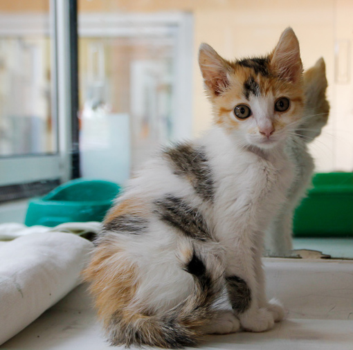 multimedia-foto64056-570-1