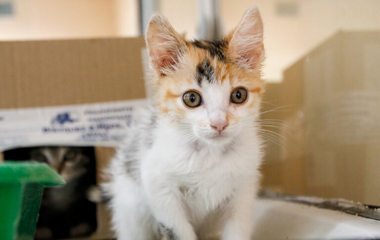 multimedia-foto64057-571-1