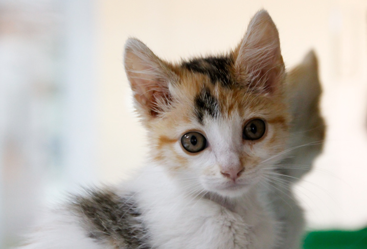 multimedia-foto64058-571-1