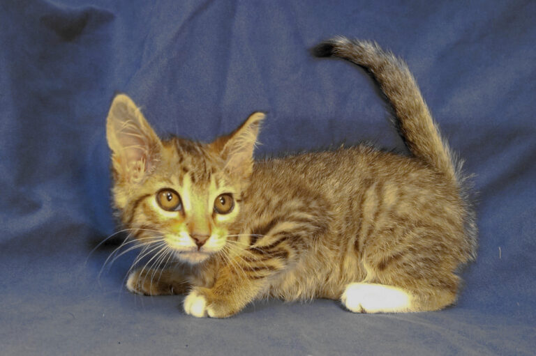 multimedia-foto64069-726-1