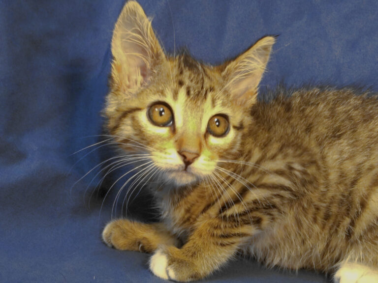 multimedia-foto64070-727-1