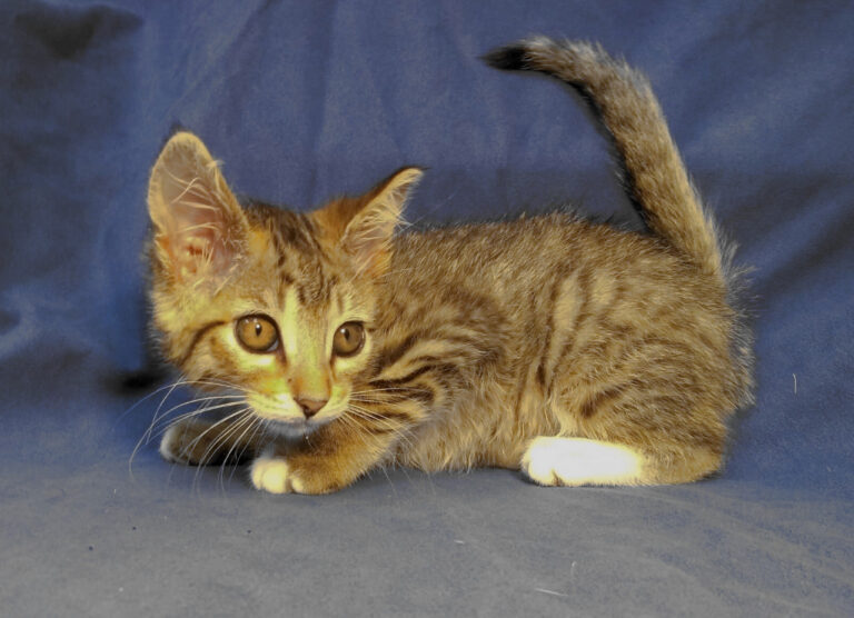 multimedia-foto64071-728-1