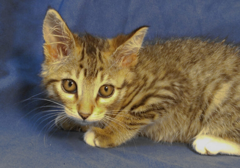 multimedia-foto64072-728-1