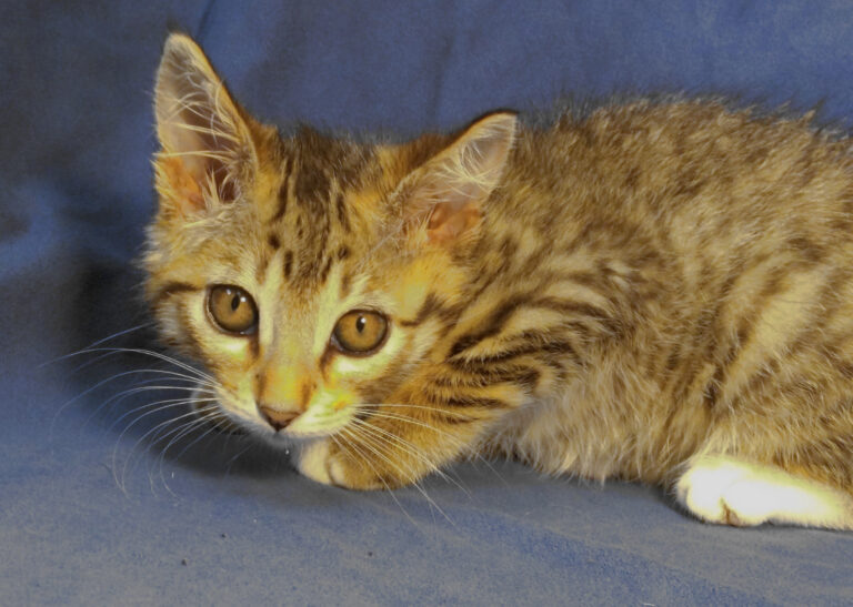 multimedia-foto64073-729-1