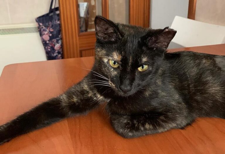 multimedia-foto64100-490-1