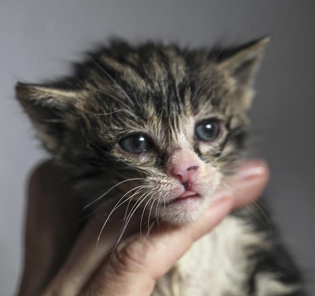 multimedia-foto64103-309-1