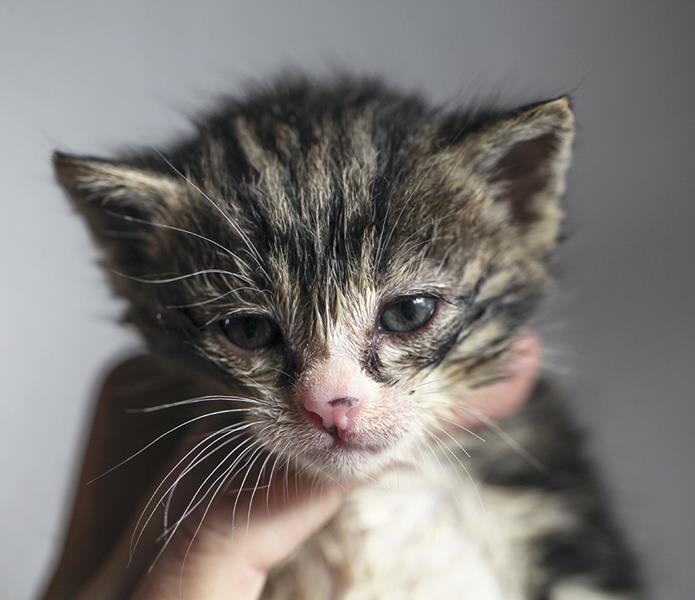 multimedia-foto64104-309-1