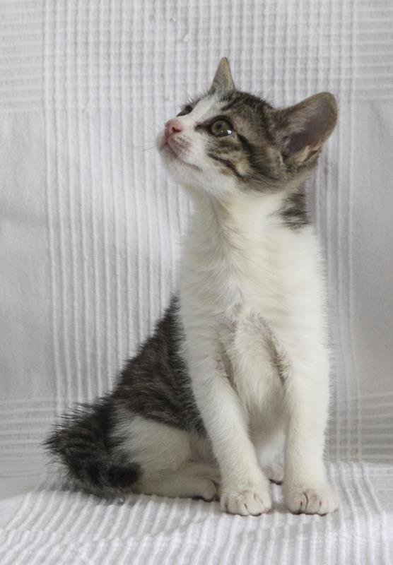 multimedia-foto64106-310-1