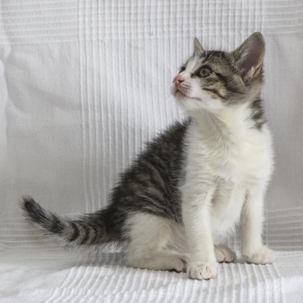 multimedia-foto64107-310-1