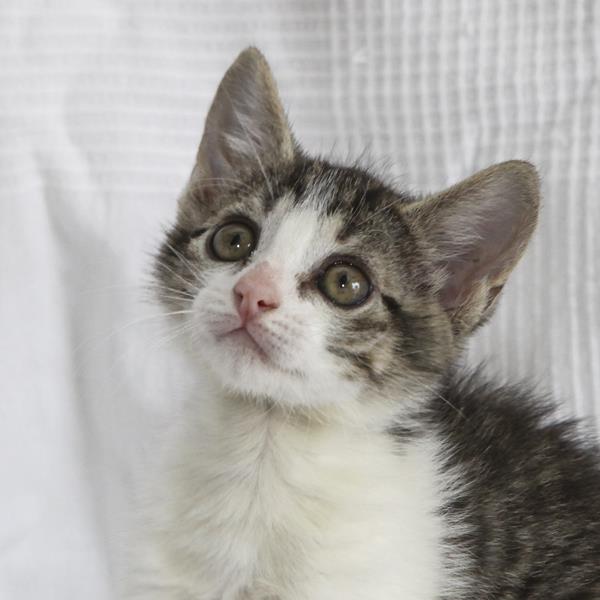 multimedia-foto64108-311-1