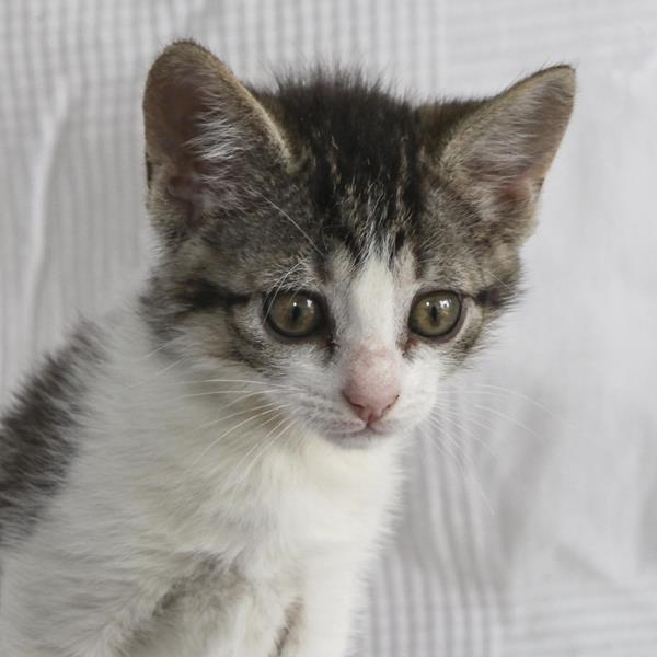 multimedia-foto64109-311-1