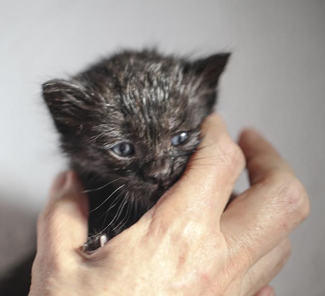 multimedia-foto64110-361-1