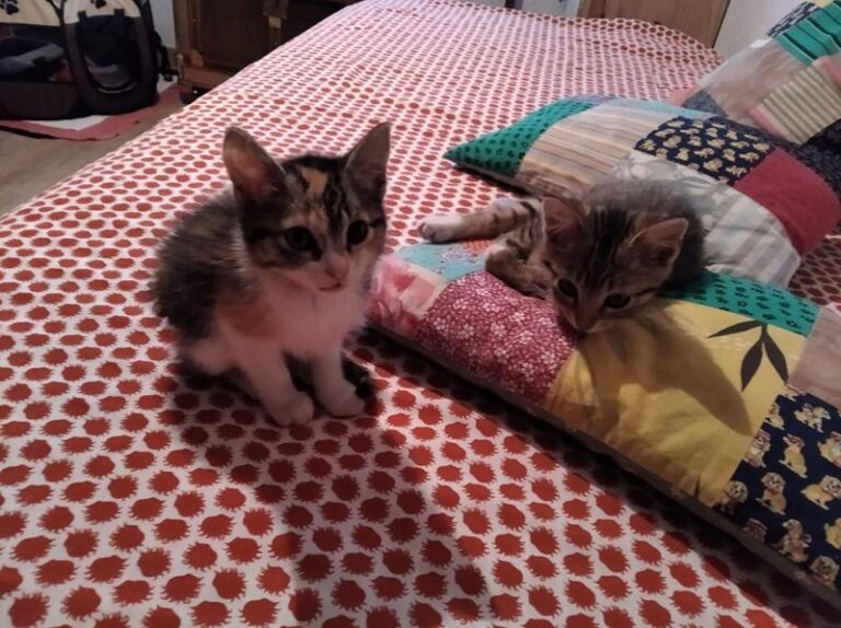 multimedia-foto64145-27-1