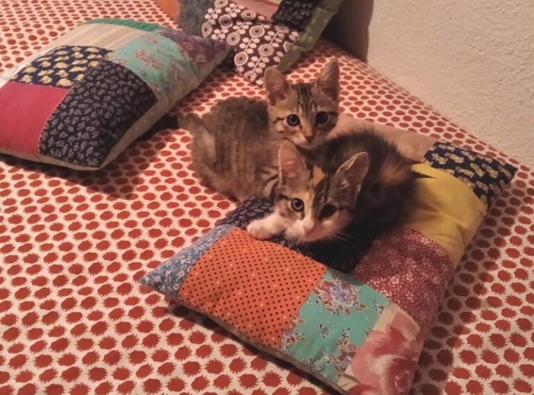 multimedia-foto64149-328-1