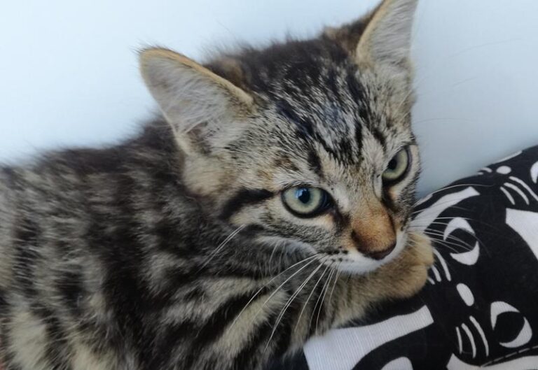 multimedia-foto64177-170-1