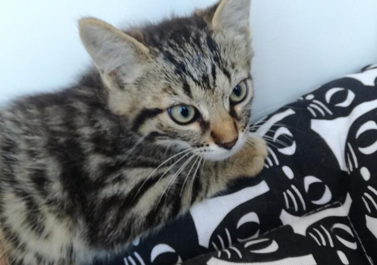 multimedia-foto64178-170-1