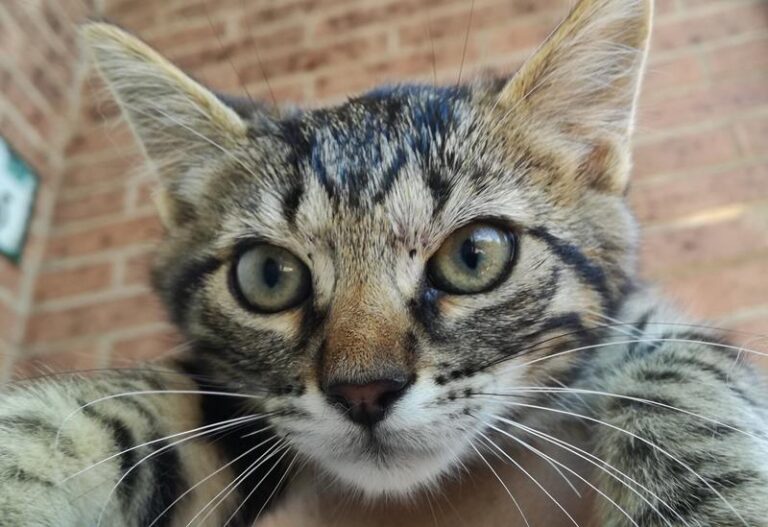 multimedia-foto64179-171-1