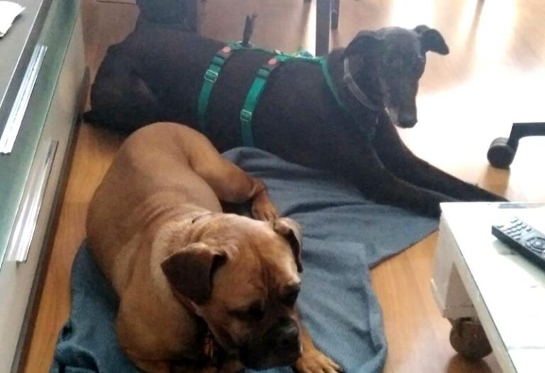 multimedia-foto64198-315-1