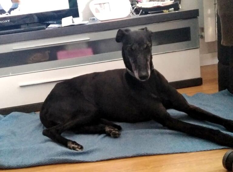 multimedia-foto64199-315-1