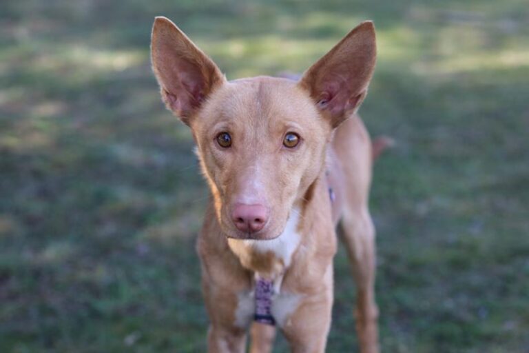 multimedia-foto64286-16-1