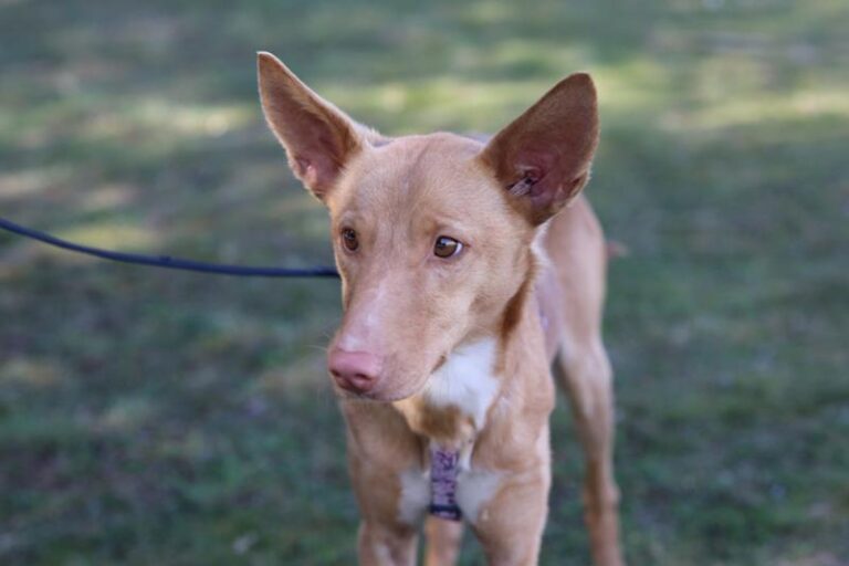 multimedia-foto64287-16-1