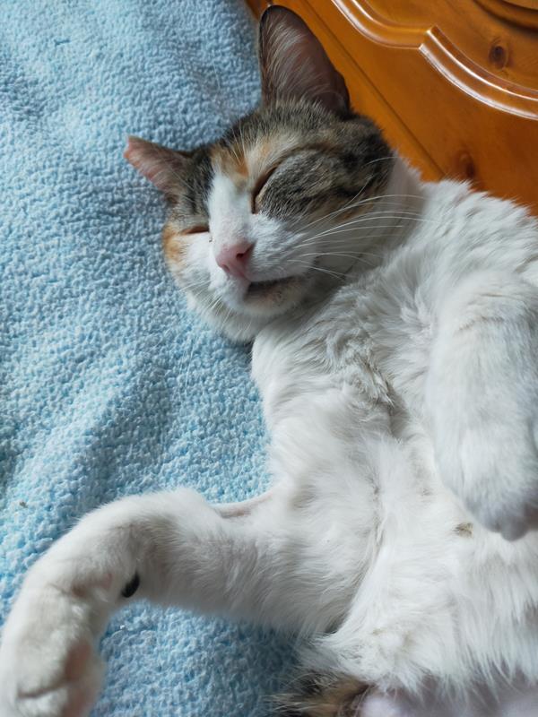 multimedia-foto64288-485-1