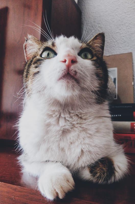 multimedia-foto64289-485-1