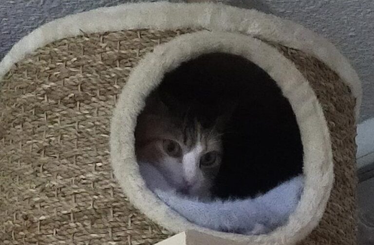 multimedia-foto64290-486-1