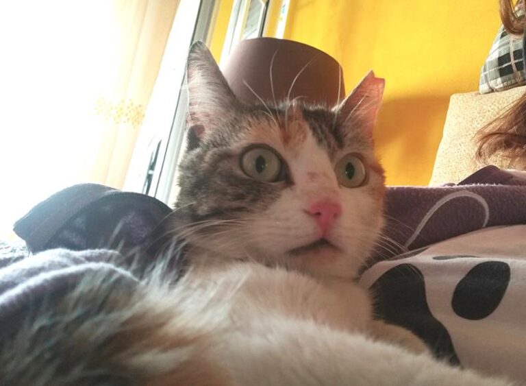 multimedia-foto64293-487-1