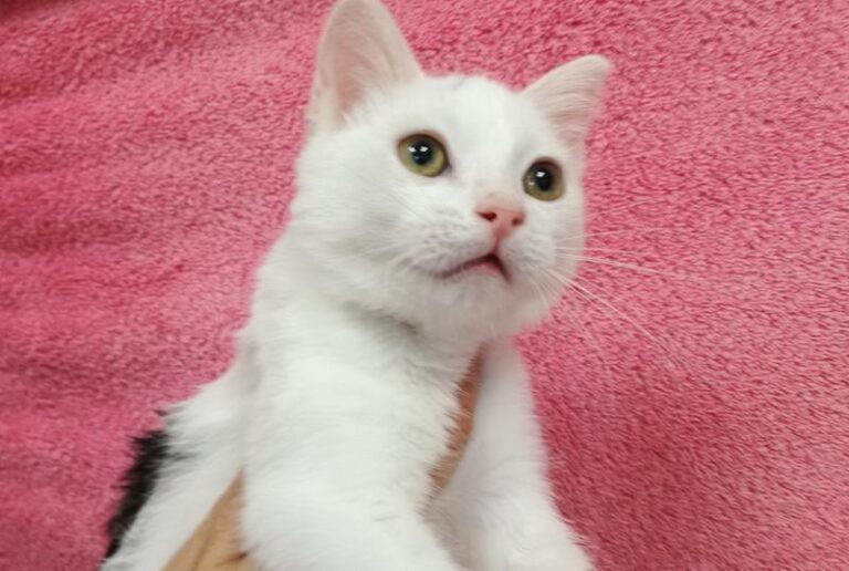 multimedia-foto64326-174-1