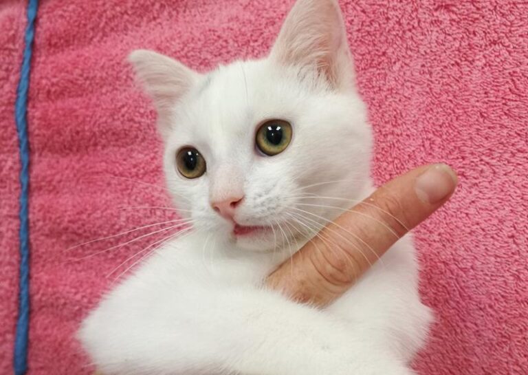 multimedia-foto64327-174-1