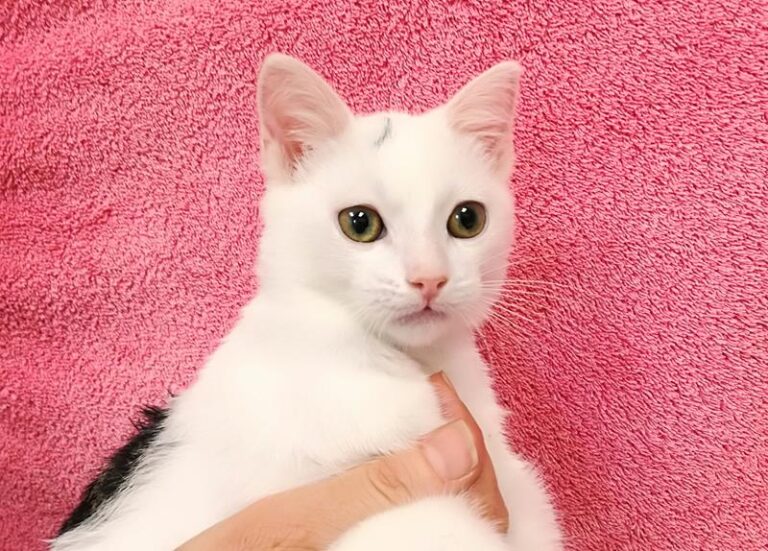 multimedia-foto64328-175-1