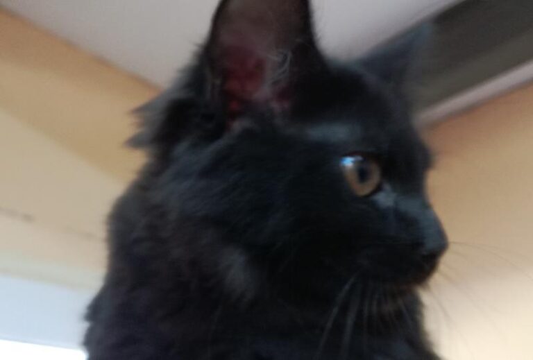 multimedia-foto64373-141-1