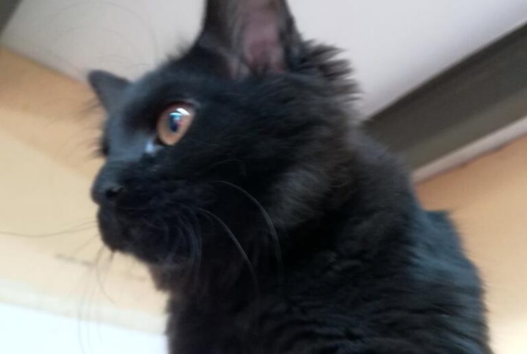 multimedia-foto64375-142-1