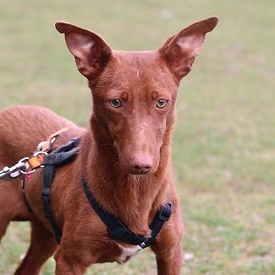 multimedia-foto64401-225-1