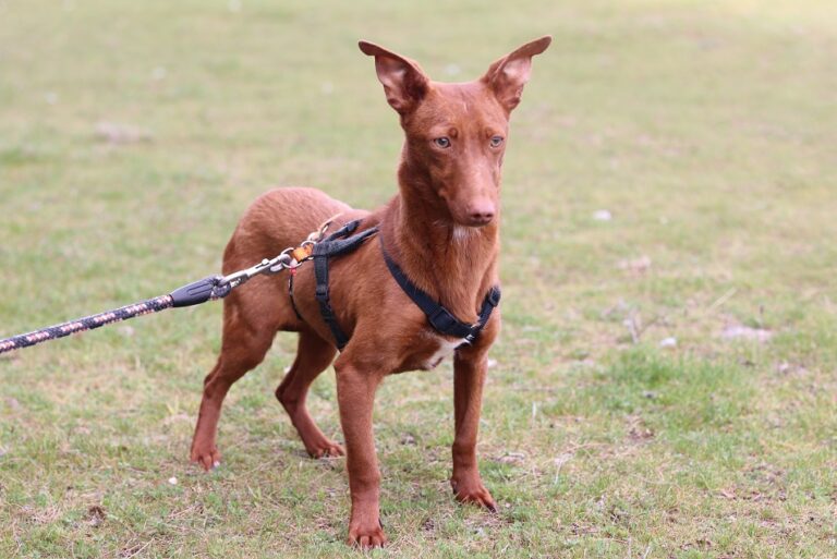 multimedia-foto64402-225-1