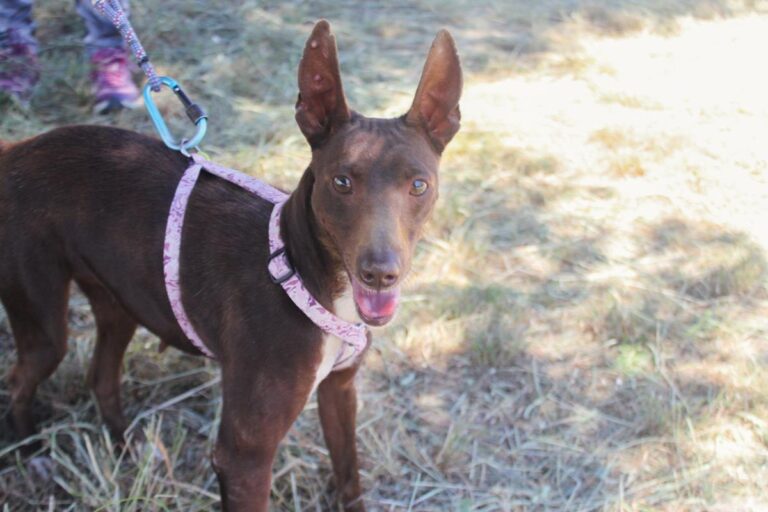 multimedia-foto64415-234-1