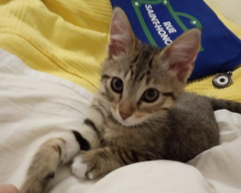 multimedia-foto64423-401-1