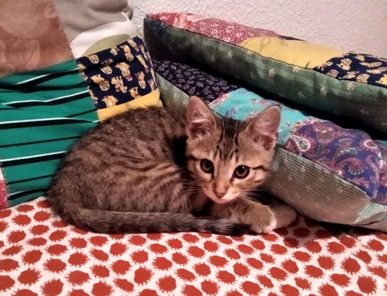 multimedia-foto64424-401-1