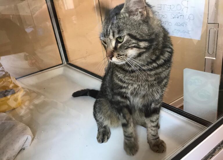 multimedia-foto64428-994-1