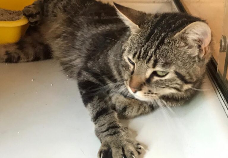 multimedia-foto64430-995-1