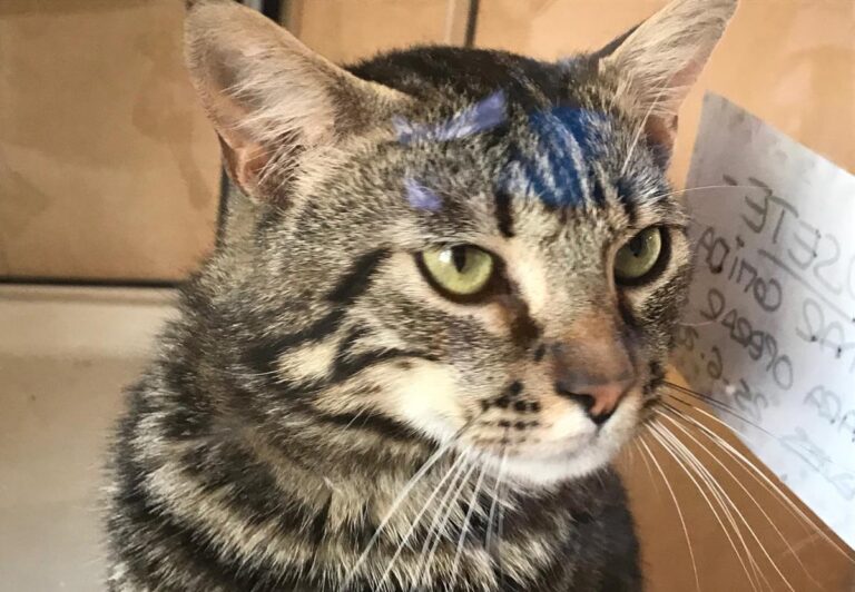 multimedia-foto64432-996-1