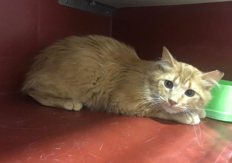 multimedia-foto64435-716-1