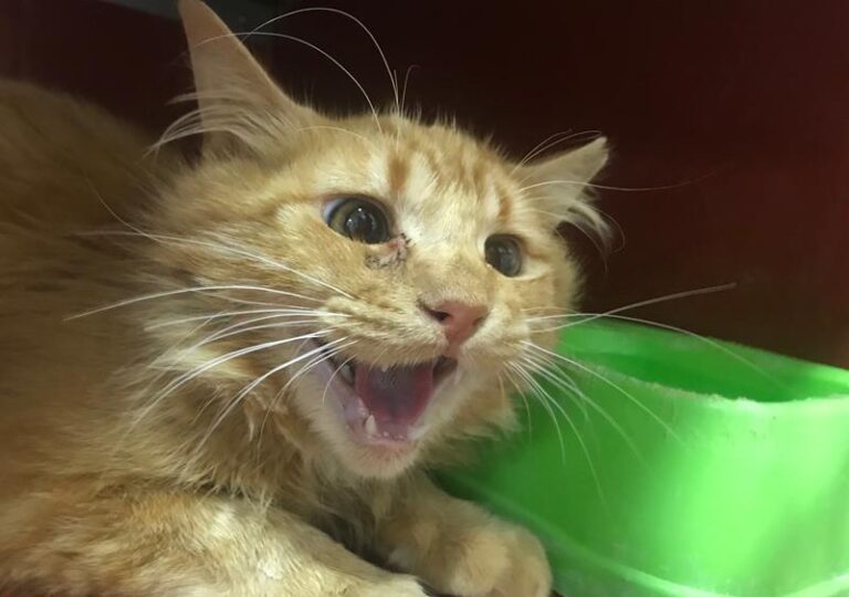 multimedia-foto64437-717-1