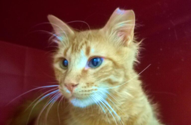 multimedia-foto64438-717-1