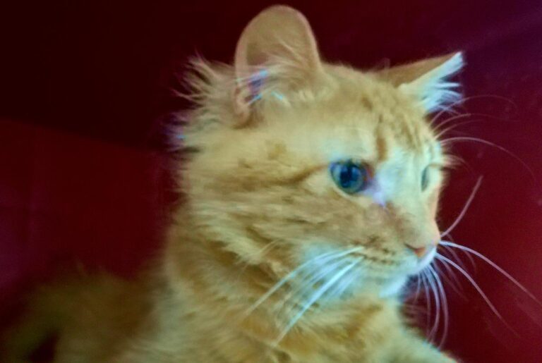 multimedia-foto64439-718-1