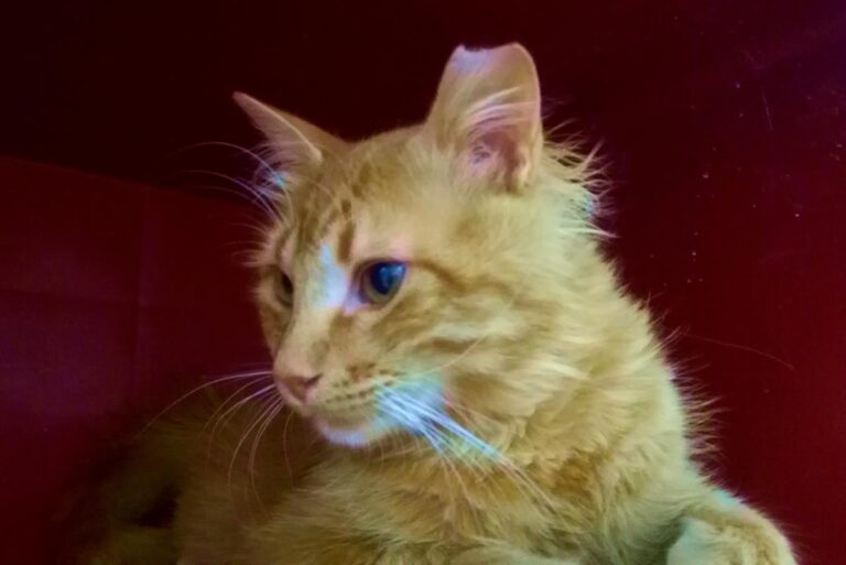 multimedia-foto64440-718-1