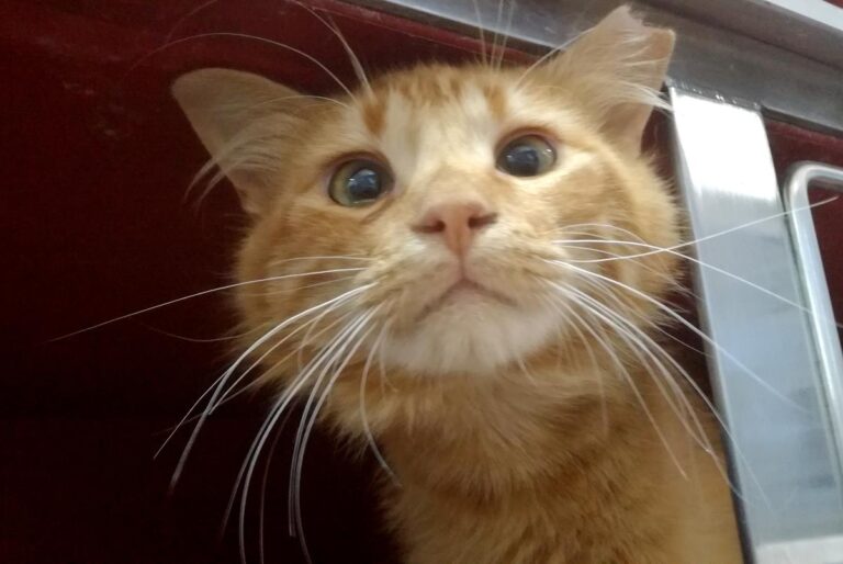 multimedia-foto64441-719-1